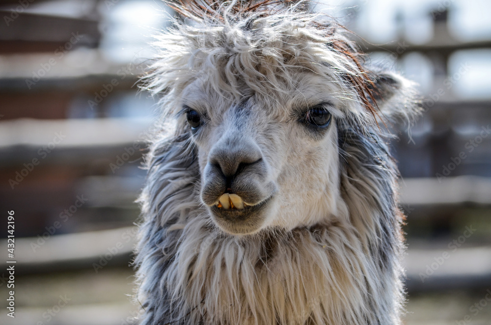 Fototapeta premium Funny teeth of gray alpaca