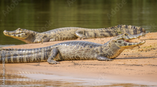 Yacare Caiman with open jaws on a sandbank in Brazilian Pantanal