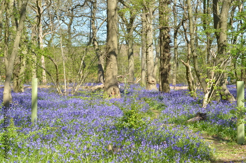 Bluebells flowers in the forest