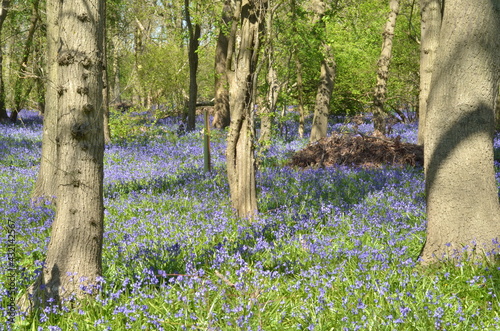 Walk in the forest with bluebells 