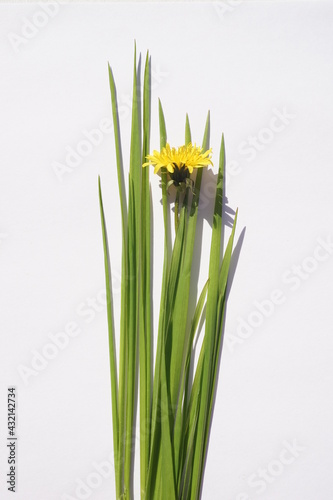 Fresh green grass and yellow dandelion flower on white table. Top view. Copy space