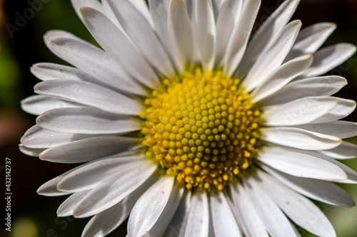 Daisy plant in all its beauty  