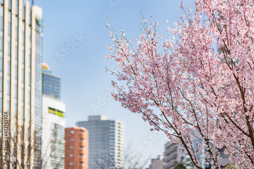 都会に咲く満開の桜の花 © taka