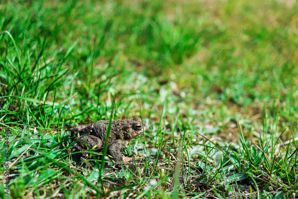 A small frog in a close-up sits in the grass