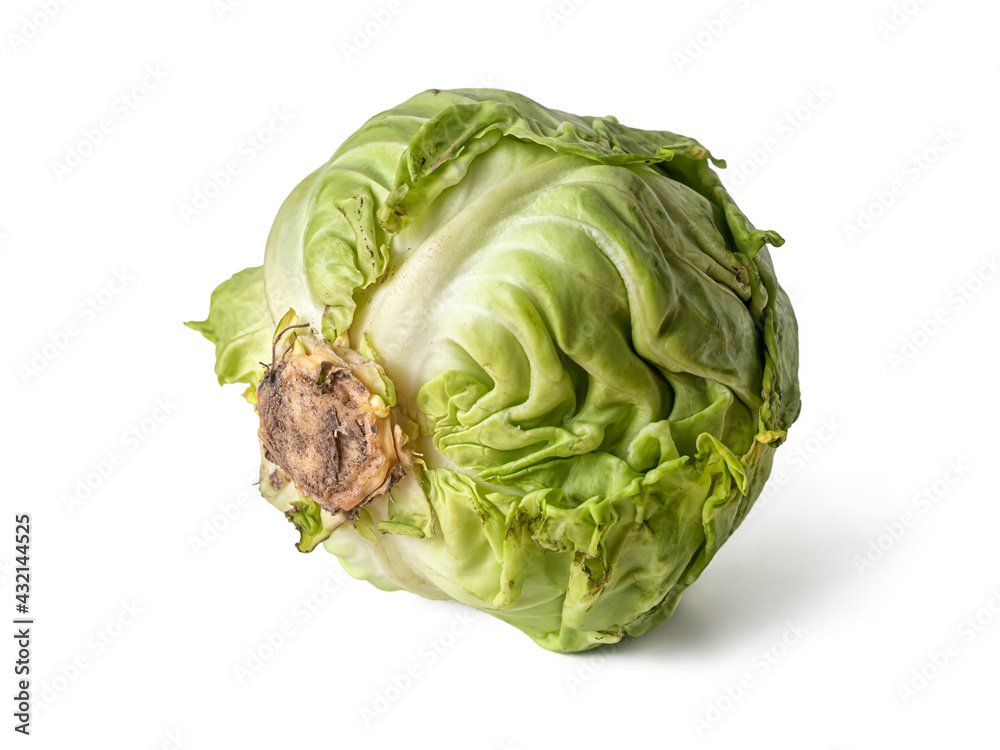 Fototapeta premium Head of white cabbage on a white background