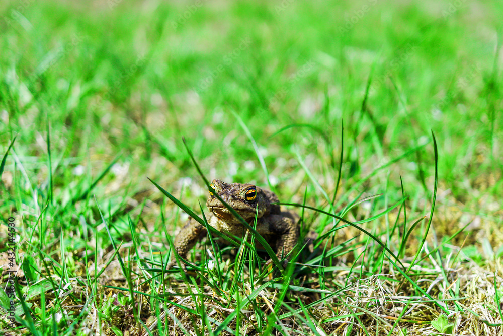 Fototapeta premium A frog in a close-up sits in the grass looking at the camera