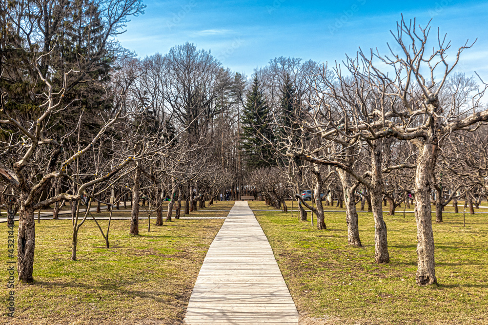 Wooden plank walkway in apple orchard
