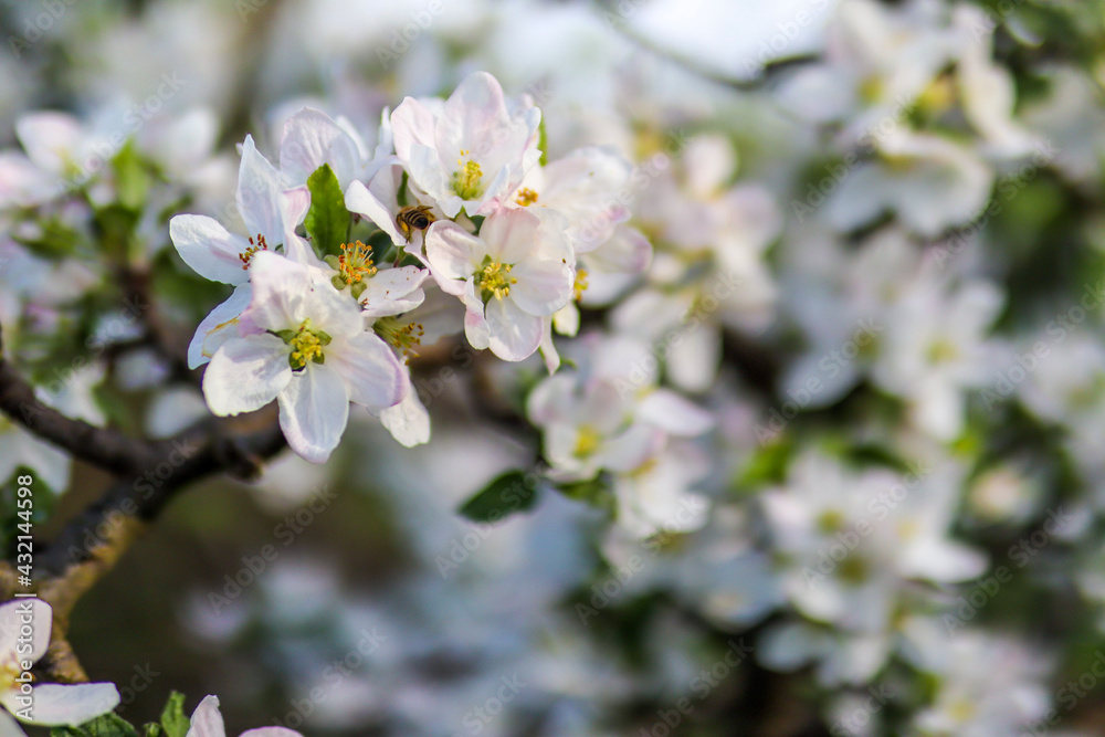 Branches of plum trees in bloom and the bee collect pollen from white flowers on a sunny spring day in the garden. Natural background concept Branches of plum trees in bloom and the bee collect pollen from white flowers on a sunny spring day in the garden. Natural background concept