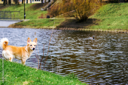 Yellow dog on the lake in the park