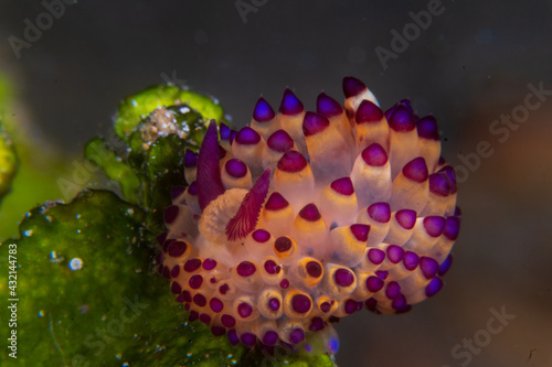 Purple-tipped janolus (janolus savinkini)  a 
sea slug, an arminina nudibranch, a marine gastropod mollusc in the family Proctonotidae near Anilao, Mabhini, Philippines.  Underwater photography. photo