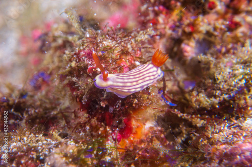 Beautiful Hypselodoris (Hypselodoris maridadilus) a sea slug or dorid nudibranch in the family Chromodorididae near Anilao, Mabini, Philippines.  Underwater photography and travel.