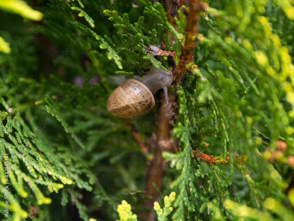 Retrato de caracol