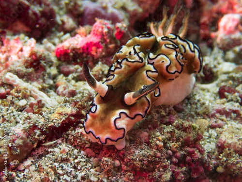 Siboga Glossodoris nudibranch, a sea slug(Glossodoris sibogae, Doriprismatica siboga) on sandy bottom near Anilao, Mabini, Philippines.  Underwater photography and travel.