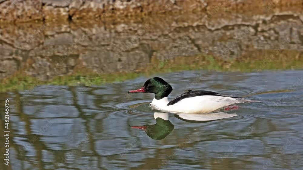 Common Merganser, Goosander, Mergus merganser swimming on the Kleinhesseloher Lake in the English Garden at Munich, Germany Common Merganser, Goosander, Mergus merganser swimming on the Kleinhesseloher Lake in the English Garden at Munich, Germany