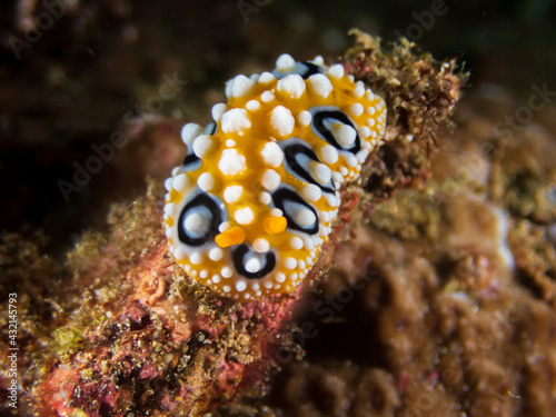 Bright yellow and white Ocelated Phyllidia nudibranch (Phyllidia ocellata) a sea slug, a dorid nudibranch near Anilao, Philippines.  Underwater photography and travel. photo
