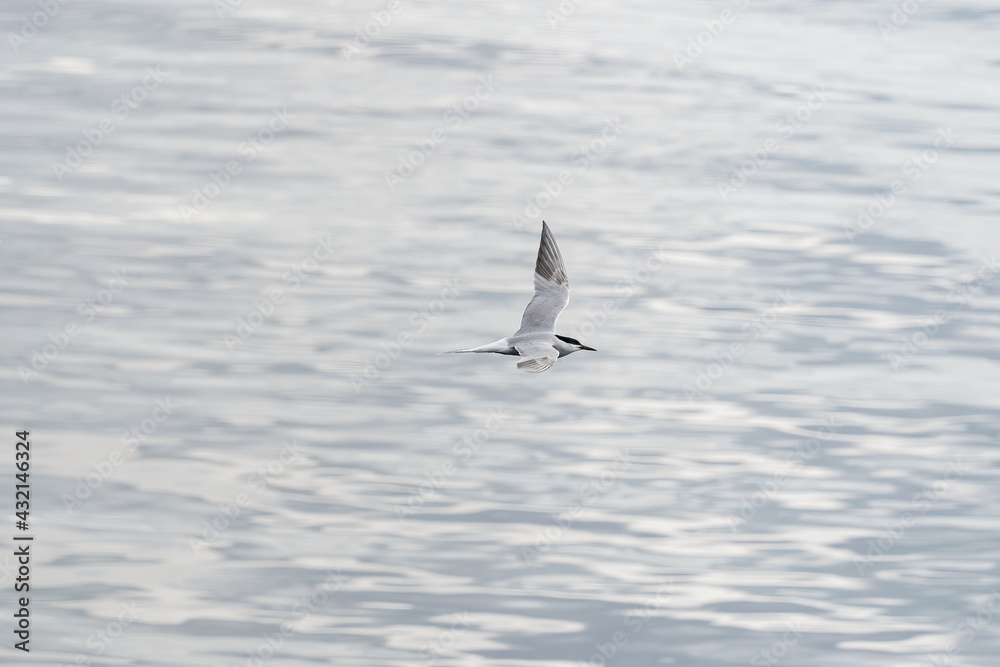 ULSTEINVIK, NORWAY - 2020 MAY 21. Adult common tern in flight on sea background ULSTEINVIK, NORWAY - 2020 MAY 21. Adult common tern in flight on sea background