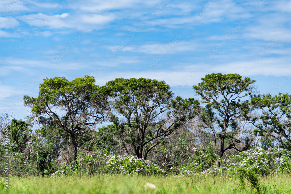 Fototapeta premium Group of trees with flowering shrubs in the foreground and blue sky in the background. Typical landscape of the Pantanal of Mato Grosso
