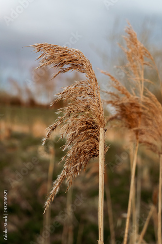 Dry brown-yellow reed fringes in the wind with a foggy background of reeds. Sunny spring evening.
