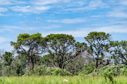 Group of trees with flowering shrubs in the foreground and blue sky in the background. Typical landscape of the Pantanal of Mato Grosso
