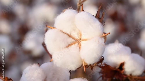 Agribusiness - Mature cotton boll, cotton fiber detail, cotton boll in man's hand - Agriculture