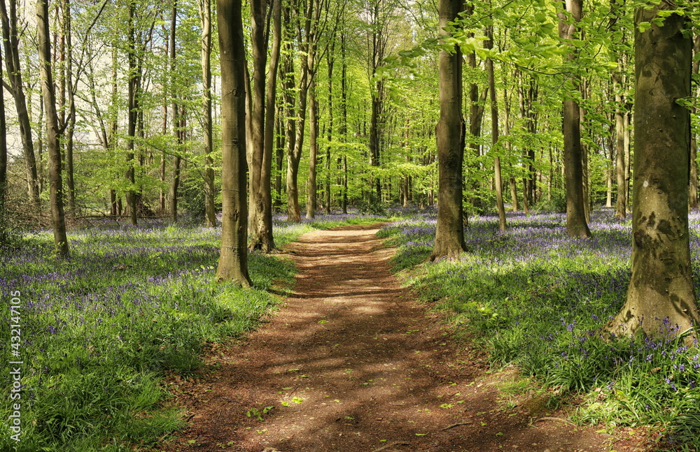 Fototapeta premium Spring Bluebells in an English Beech Wood