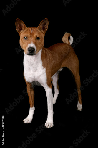 Basenji dog standing isolated on a black background