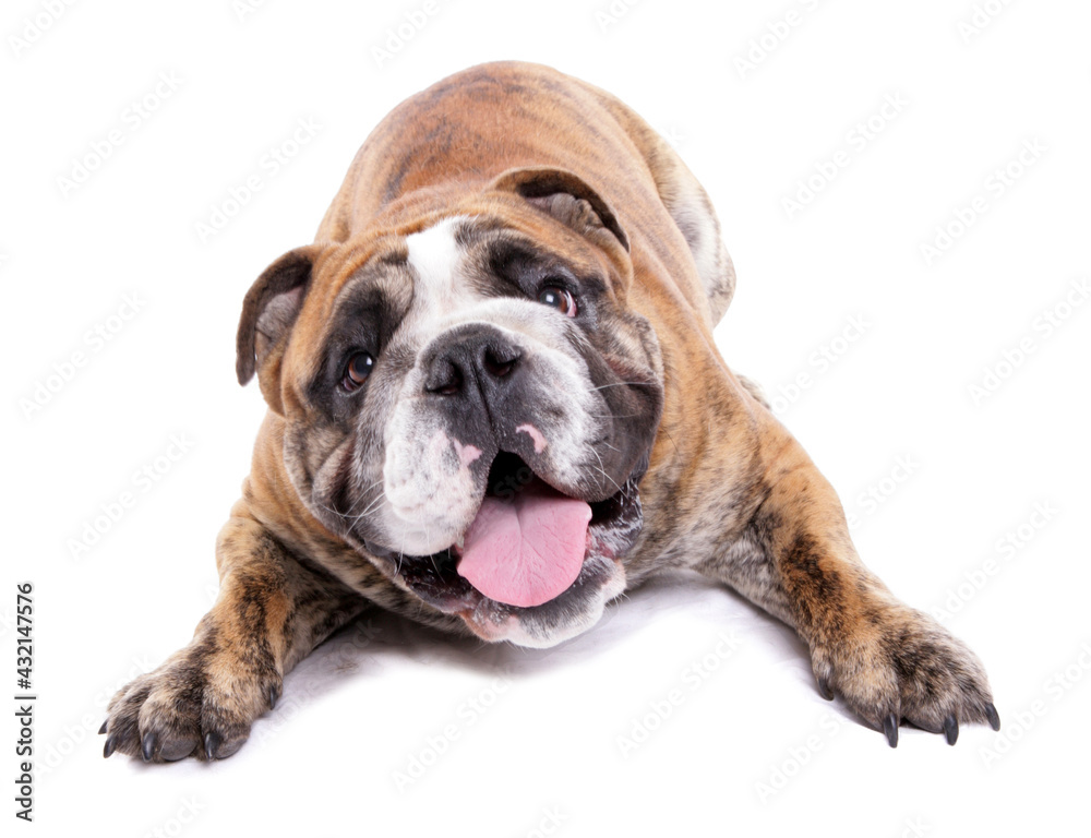 English Bulldog laying isolated on a white background