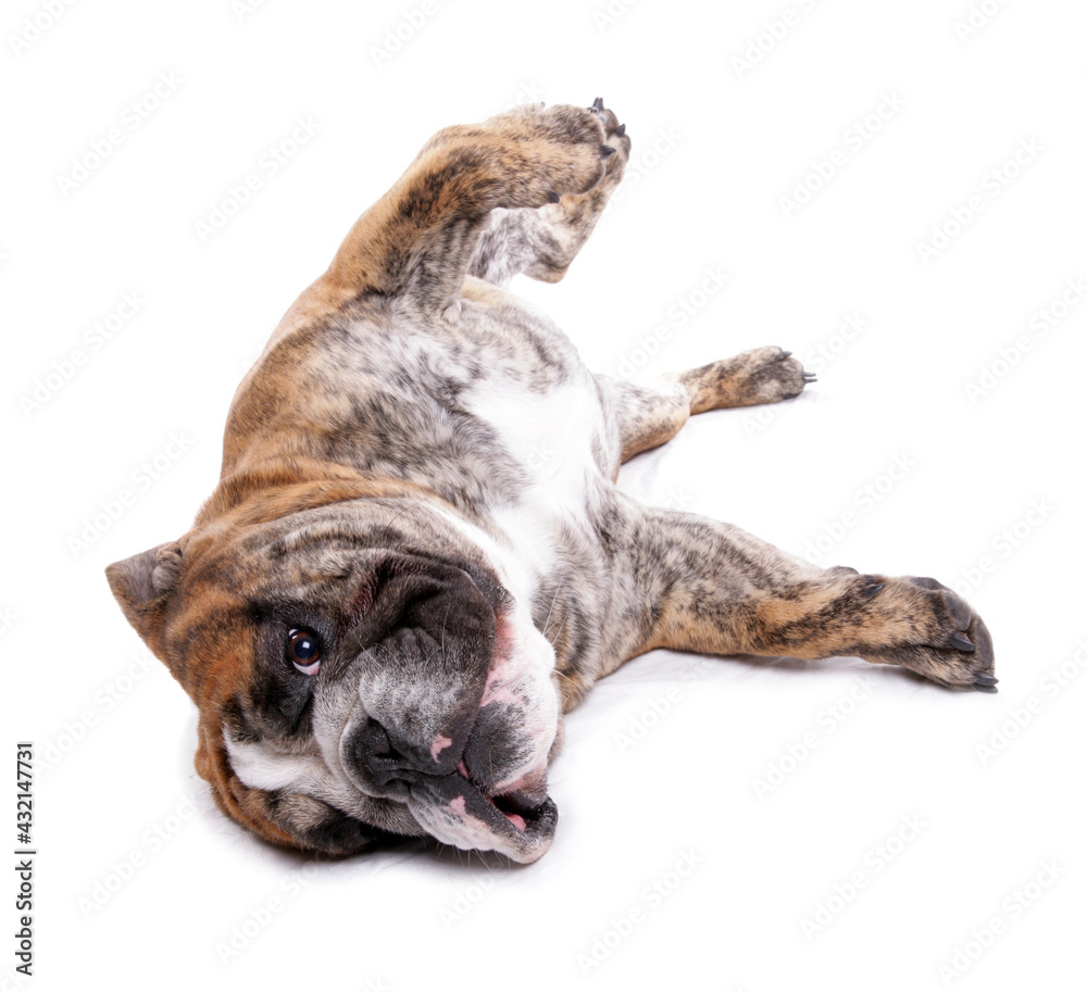 Obraz premium English bulldog rolling over isolated on a white background