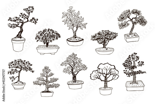 bonsai plants vector hand drawn illustrations set