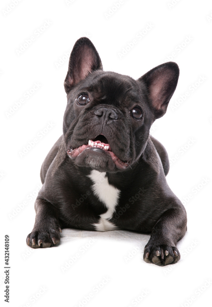 French Bulldog laying looking on a white background