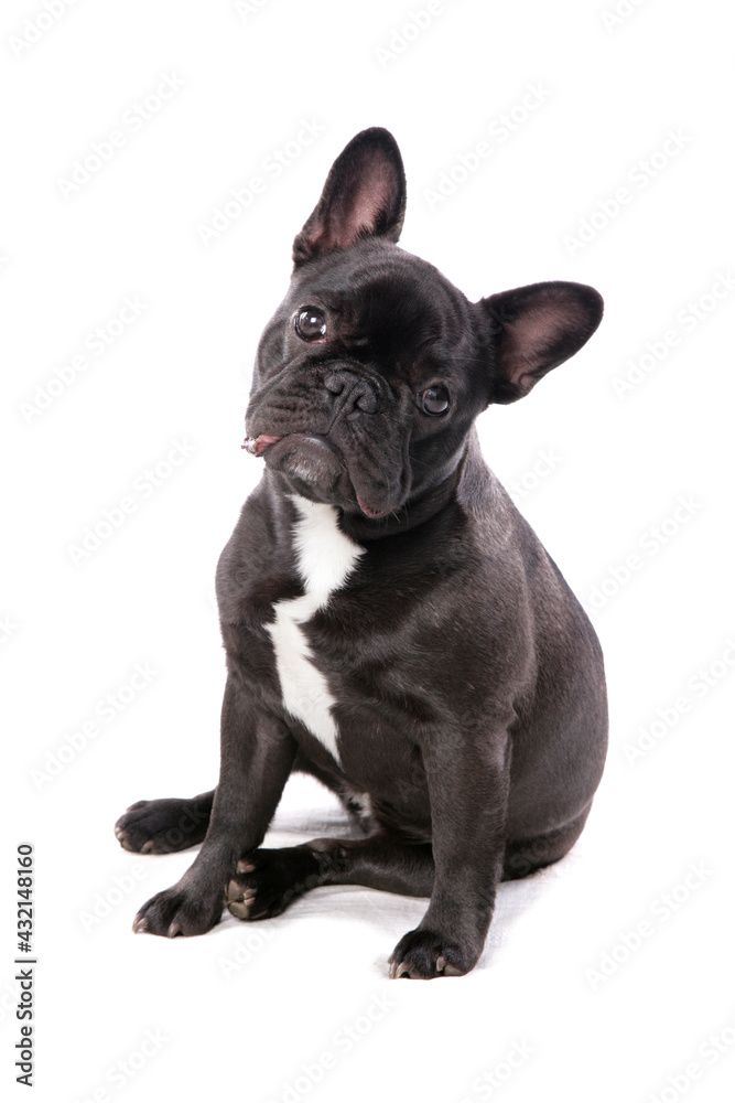French Bulldog sitting looking isolated on a white background