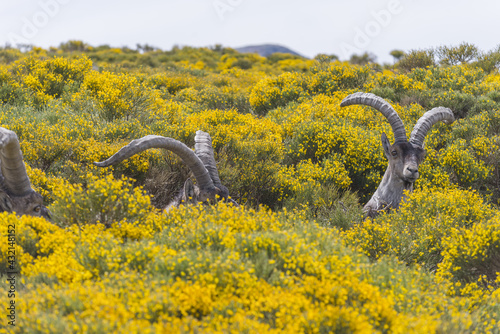 Mountain goats with big horns in the yellow blooming field in the Gredos mountain range in Spain