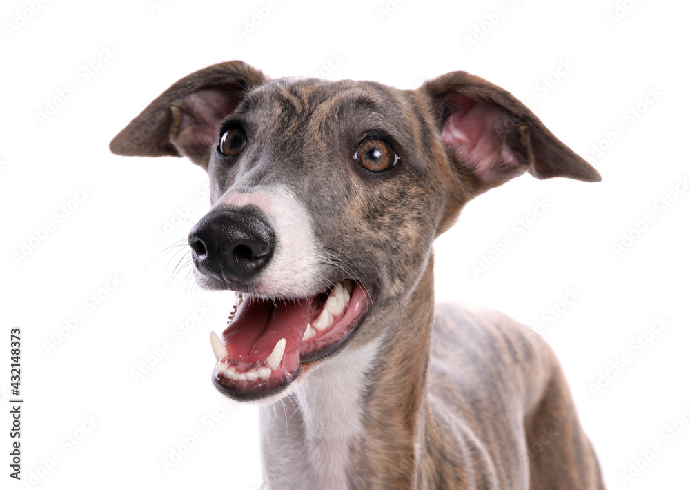 Greyhound dog with ears forward and alert on white background