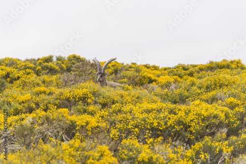 Mountain goat with big horns in the yellow blooming field in the Gredos mountain range in Spain photo