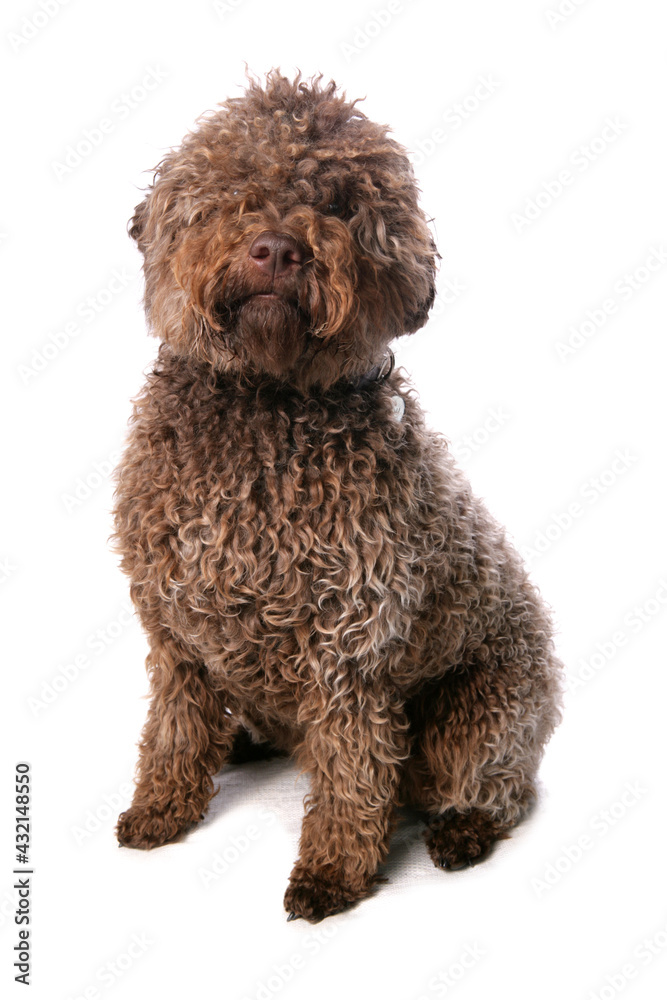Lagotto Romagnolo dog isolated on a white background Lagotto Romagnolo dog isolated on a white background