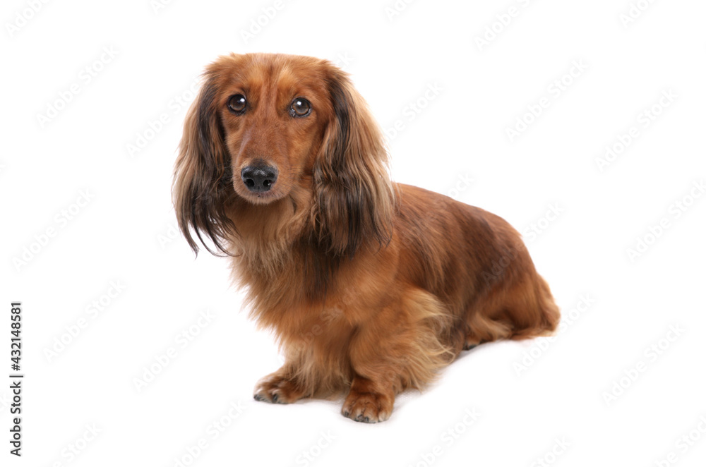 Longhaired standard dachshund dog sitting isolated on a white background