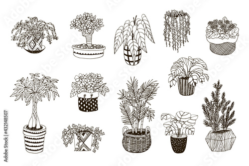 home plants hand drawn vector illustrations set