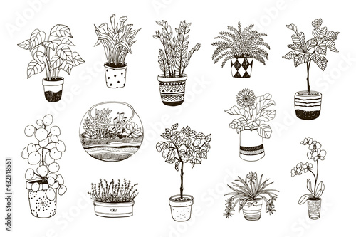 home plants hand drawn vector illustrations set