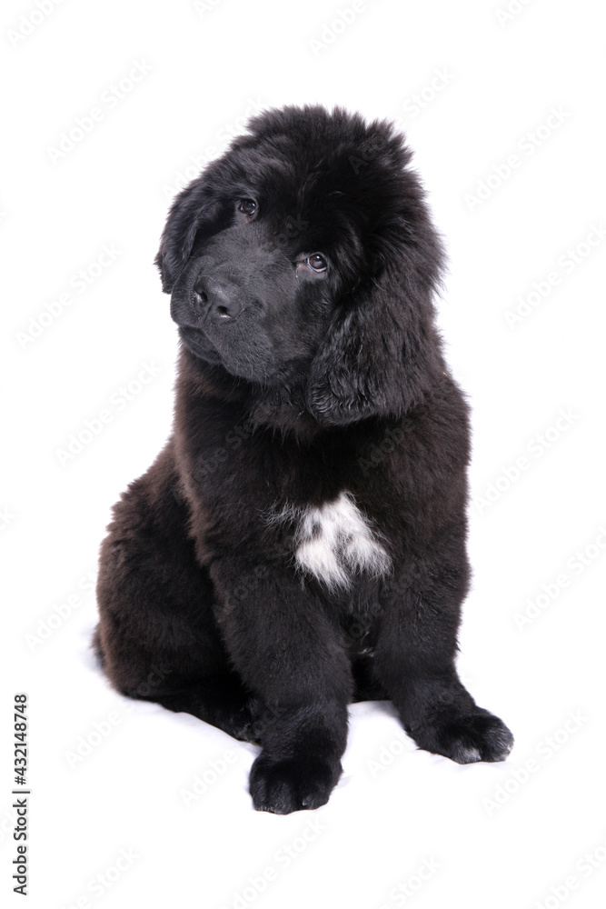 Fototapeta premium Newfoundland Puppy 2