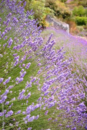 Mountain lavender on Hvar island in Croatia. Lavender oil is used in aromatherapy, perfume ingredient. Light purple natural background. Lavender bushes on hillside, close-up.