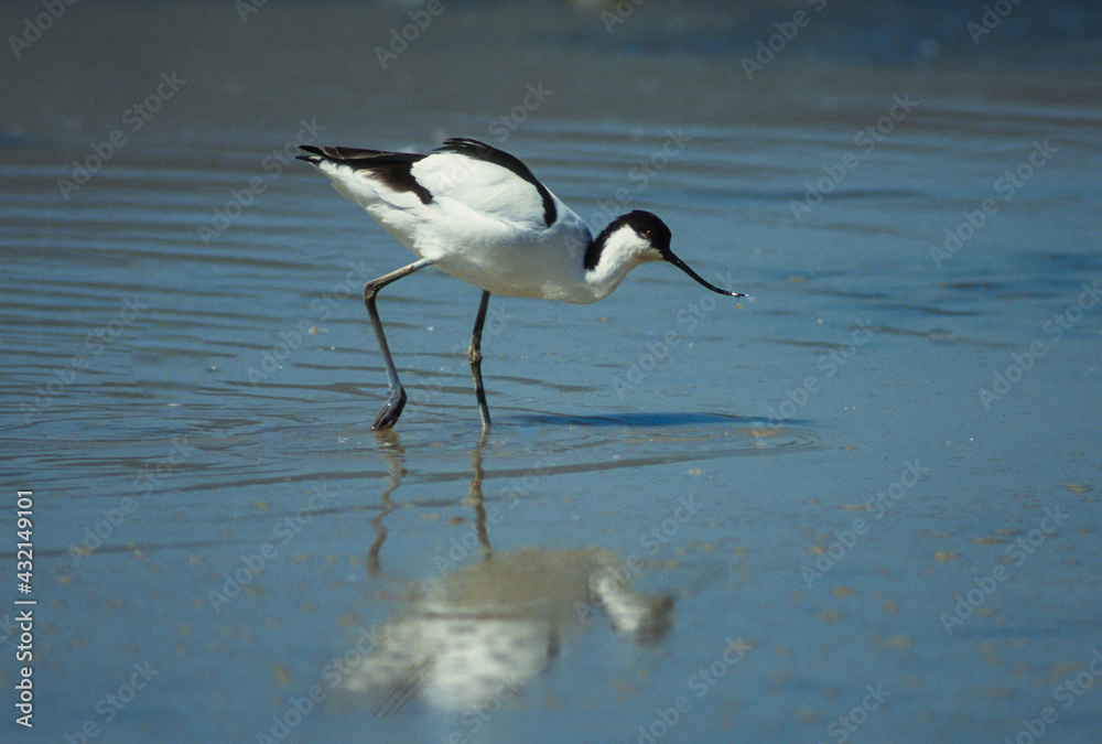 Avocette élégante, Recurvirostra avosetta, Pied Avocet Avocette élégante, Recurvirostra avosetta, Pied Avocet