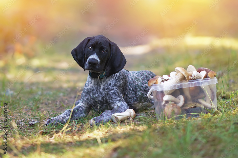 Adorable black and white 3-month-old Greyster puppy with a blue collar lying down on a green grass in a forest near a plastic box with different raw edible Boletus mushrooms