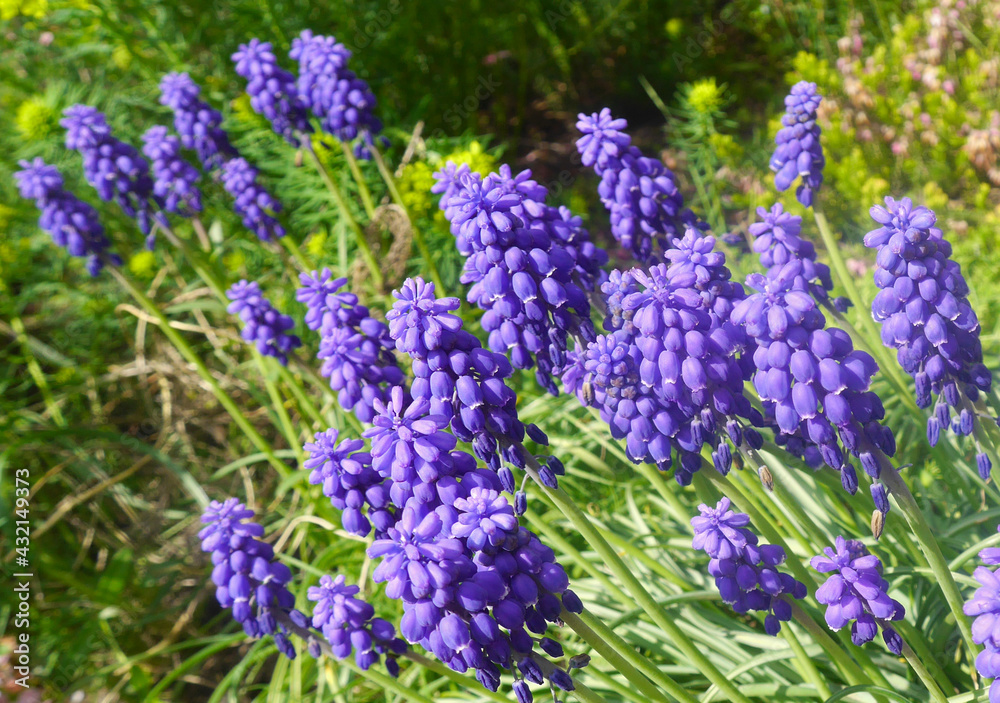 Nature photo purple Muscari flowers in green garden. Nature photo purple Muscari flowers in green garden.