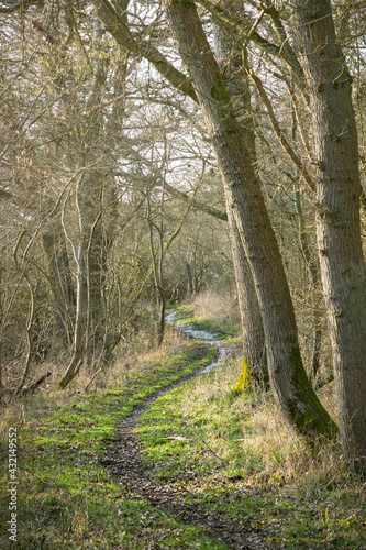 Woodland trail, footpath through forest in winter, UK