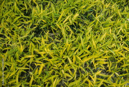Bambou nain, Pleioblastus viridistriatus Auricoma photo