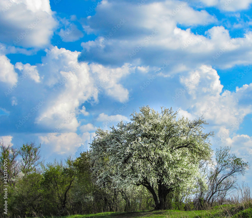 Fototapeta premium Spring