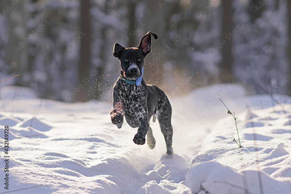 Funny black and white Greyster puppy with a blue collar jumping on a snow in winter forest on sunset Funny black and white Greyster puppy with a blue collar jumping on a snow in winter forest on sunset