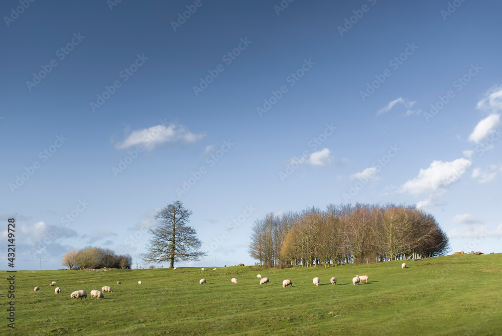 Fototapeta premium UK agriculture. Farm with sheep in a field and blue sky