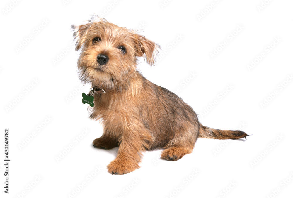 Yorkshire Terrier Puppy 10 Yorkshire Terrier Puppy 10
