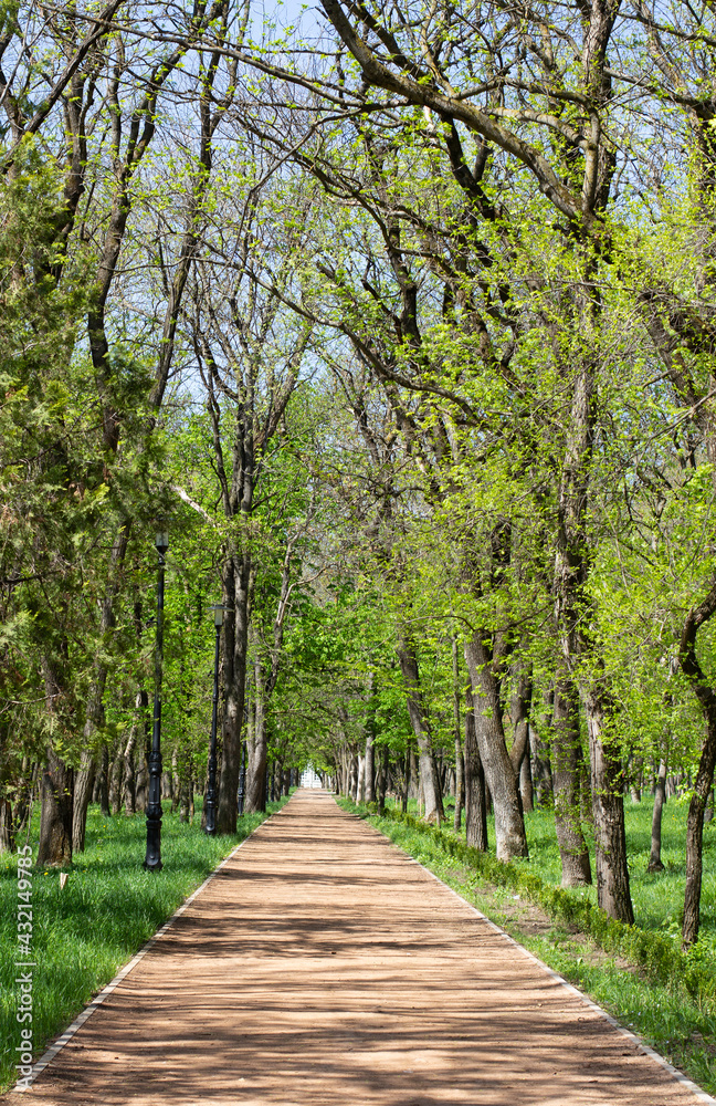 Fototapeta premium Avenue of Trees, Tree through Park in Spring